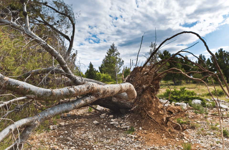 Jackson's Tree Care