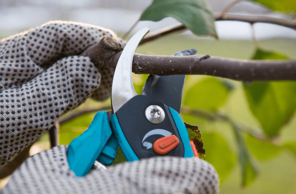 Jackson's Tree Care